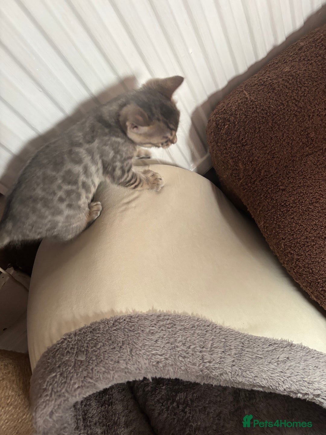 Bengal cats for sale: STUNNING BENGAL KITTENS  - Image 12