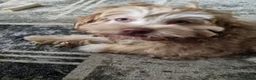 Chipoo dogs for sale: Chipoo puppy for sale - Advert 11