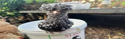 Chickens poultry for sale: Poland Bantam Cockerels Smooth and Frizzle - Advert 7