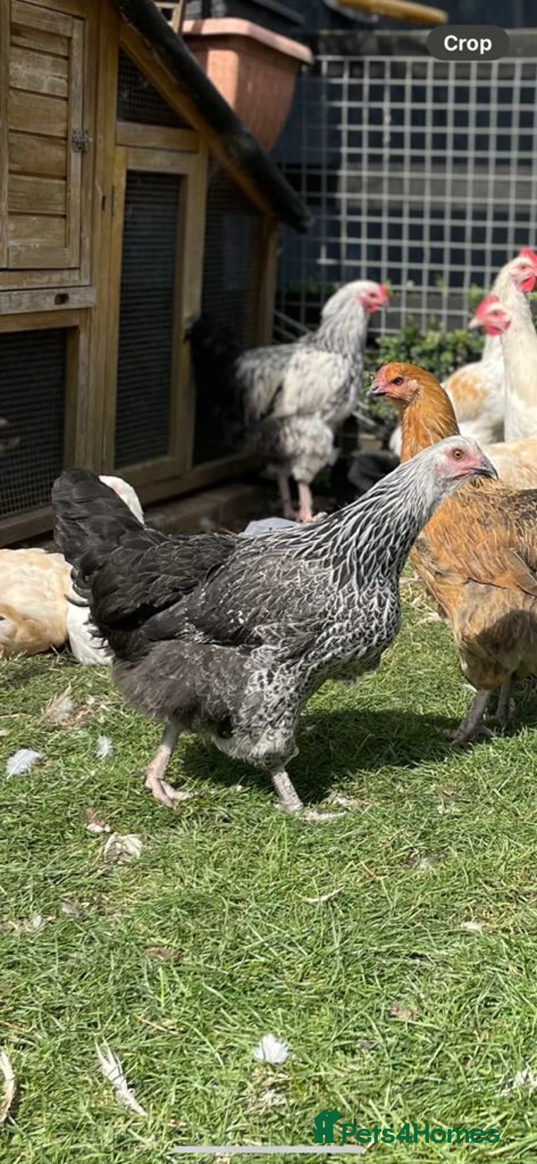 Mixed Breed poultry for sale: Point of lay hens  - Advert 2