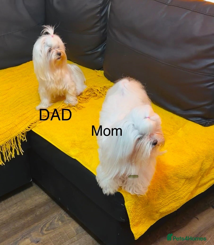 Maltese dogs Maltese puppy for sale  - Advert 2