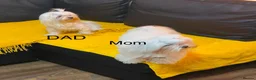 Maltese dogs for sale: Maltese puppy for sale  - Advert 1