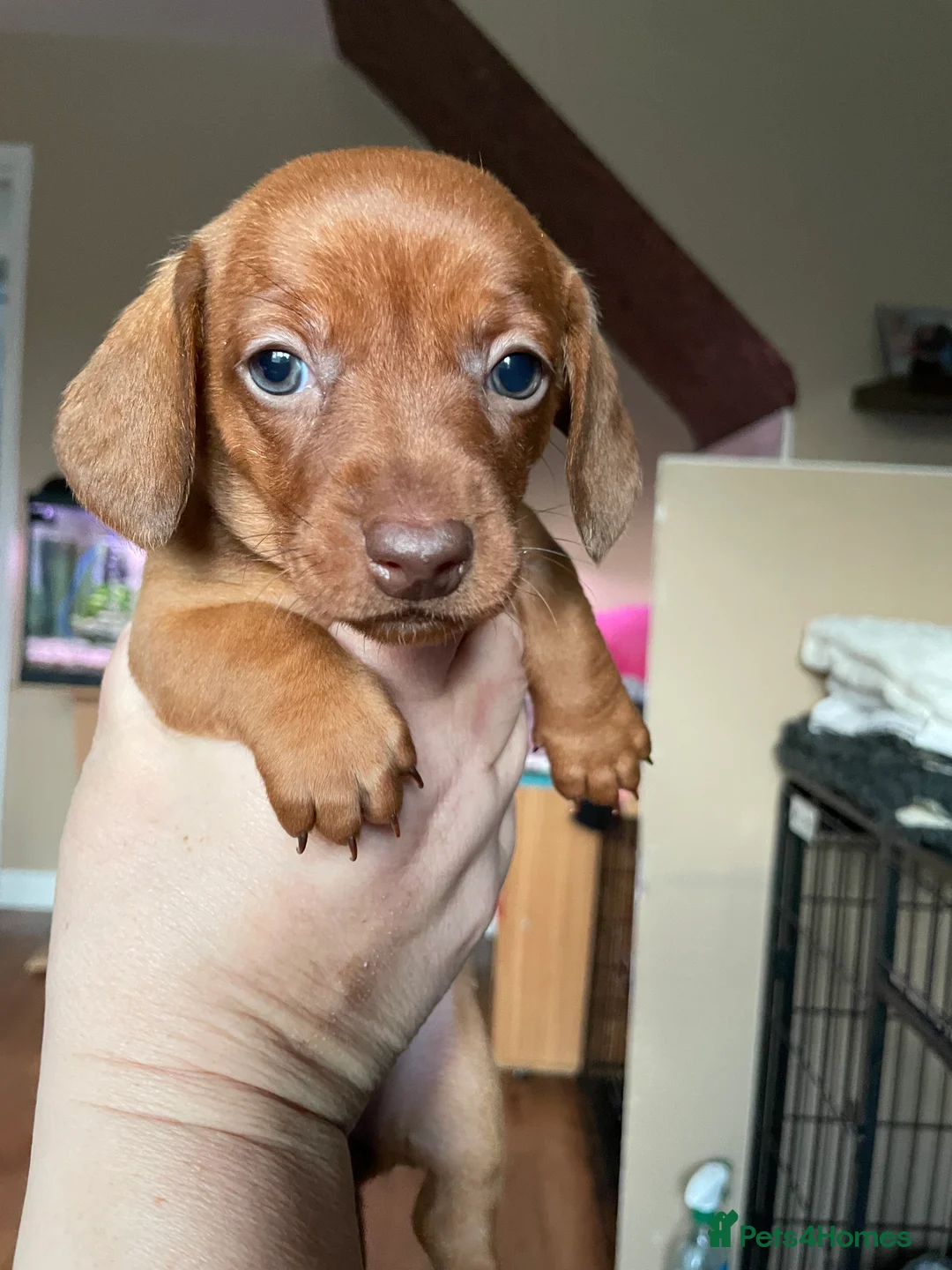 Miniature Dachshund dogs for sale: Last little girl ready end of February  - Advert 2