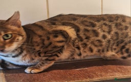 Bengal cats for sale: SBT Tica Bengal retired female Venus - Advert 5