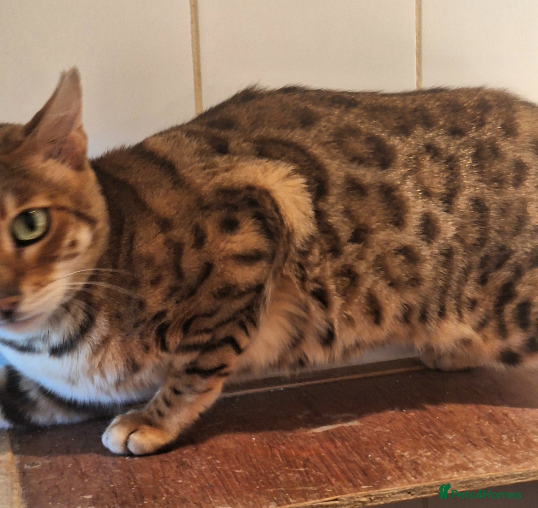 Bengal cats for sale: SBT Tica Bengal retired female Venus - Advert 5