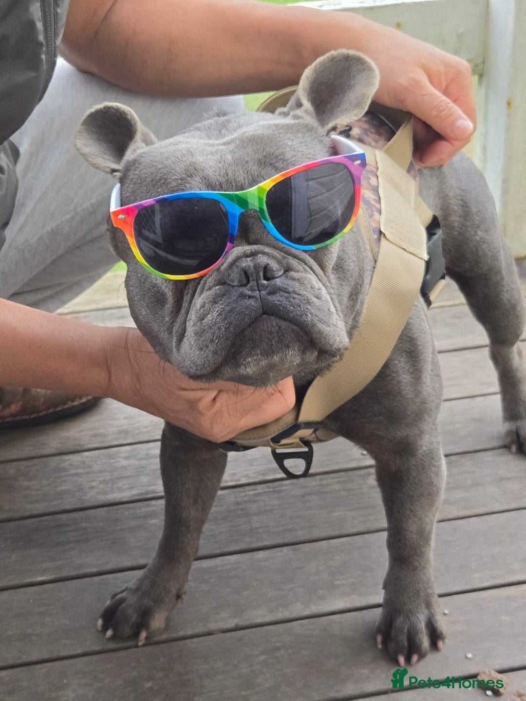 French Bulldog dogs for sale: Purebred Blue French Bulldog Puppies For Sale - Image 5
