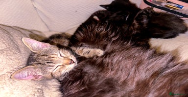 Mixed Breed cats - Advert 15