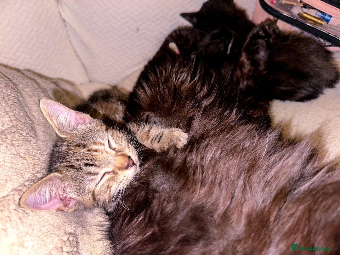 Mixed Breed cats for sale: Pretty little girls  - Image 4