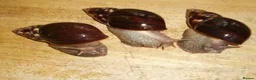 Snails invertebrates for sale: GIANT AFRICAN LAND SNAILS - 7cm - Advert 2