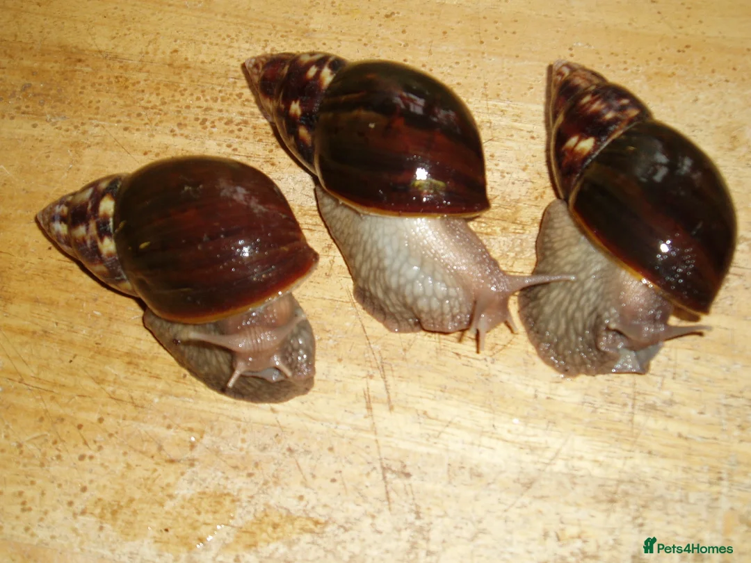Snails invertebrates for sale: GIANT AFRICAN LAND SNAILS - 7cm - Advert 2