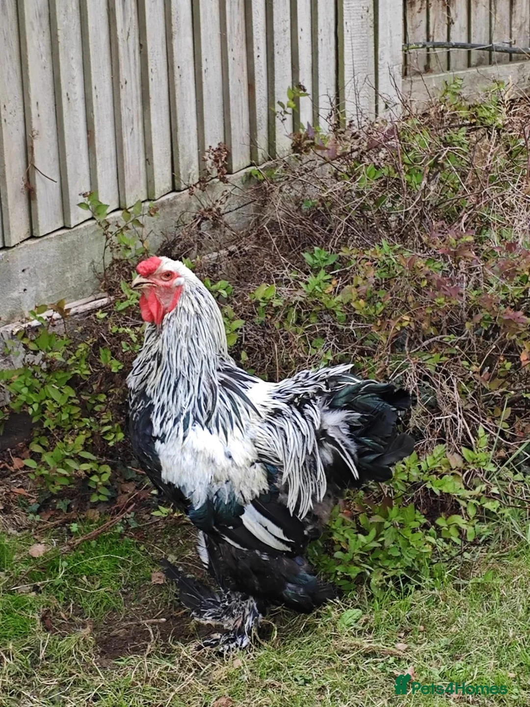 Chickens poultry for sale: Black Brahma Cockerel 2.5 year old proven fertile in Enfield - Advert 2