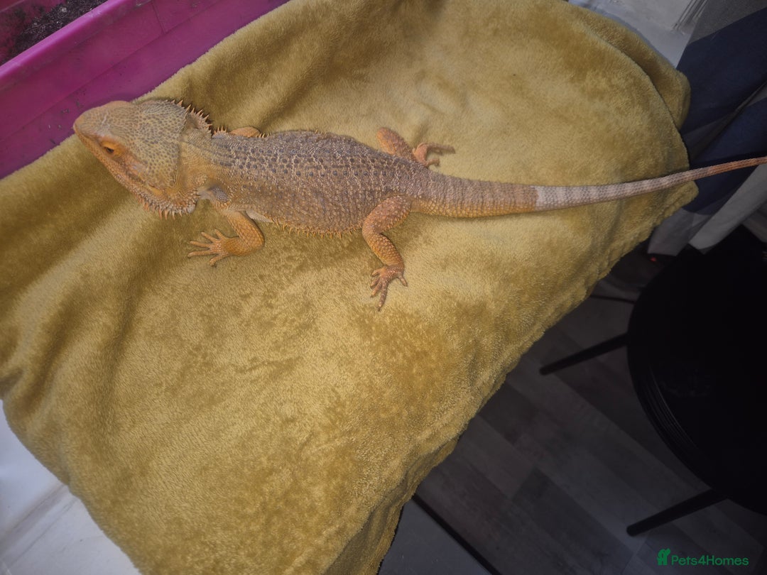 Bearded Dragon reptiles for sale: Bearded dragon - Image 2
