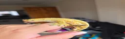 Gecko reptiles for sale: Baby, juvenile & 2 adult crested geckos for sale  - Advert 12