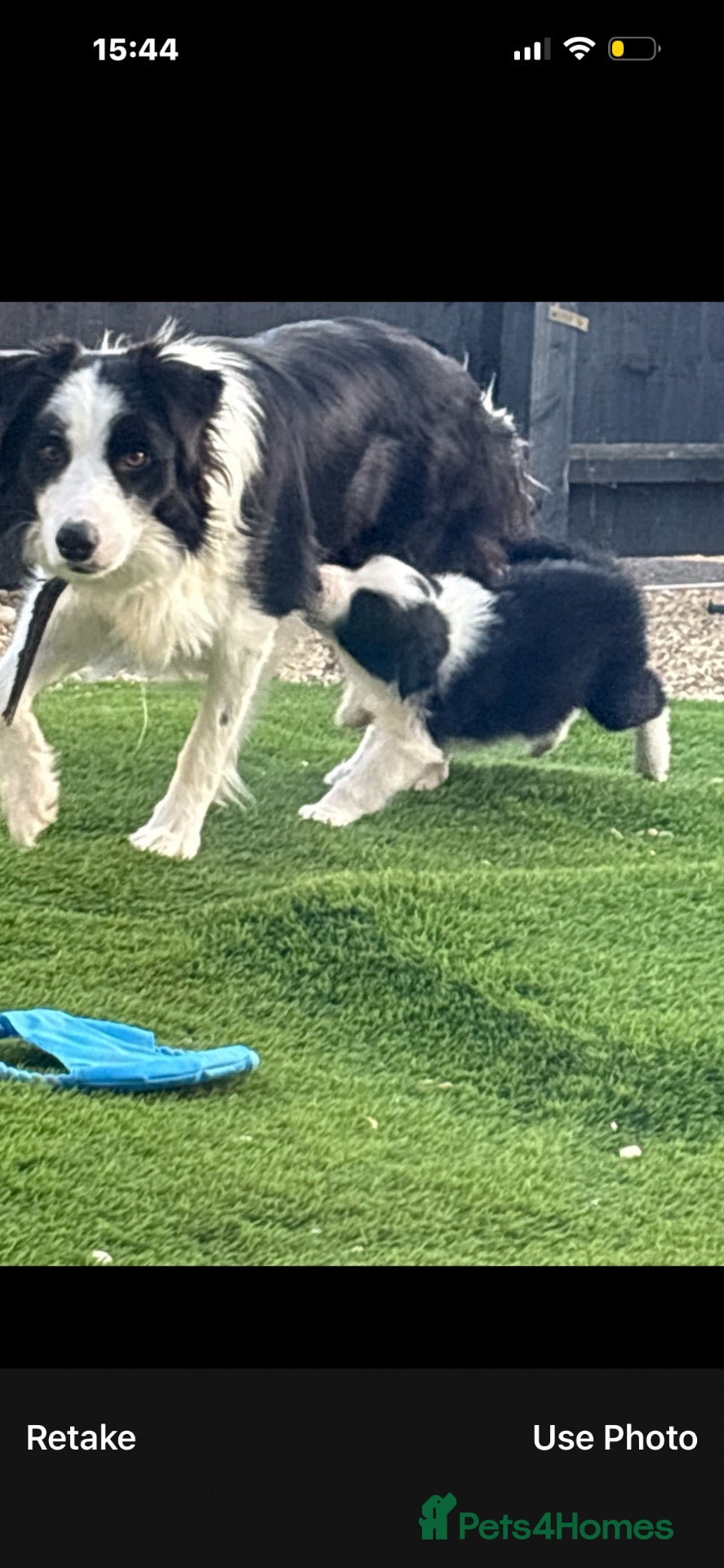 Border Collie dogs for sale: Long coated pure bred collie puppies blue merles l - Advert 2