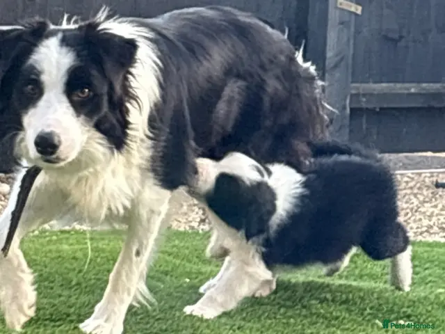 Border Collie dogs for sale: last boy Long coated pure bred collie puppy - Advert 2