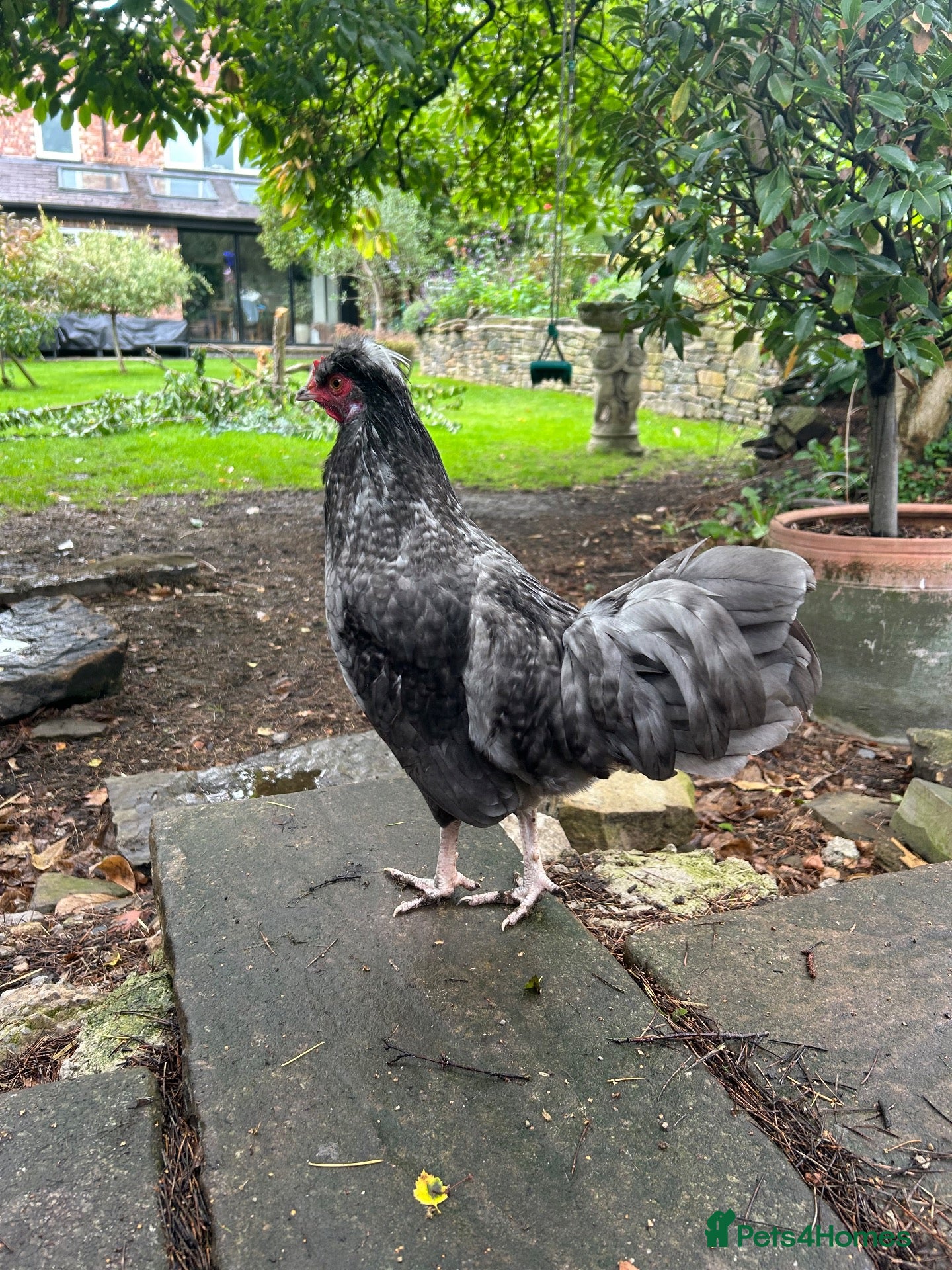 Mixed Breed poultry Young cockerel to good home  - Advert 3