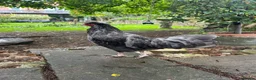 Mixed Breed poultry for sale: Young cockerel to good home  - Advert 1