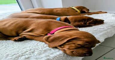 Hungarian Vizsla dogs - Advert 16