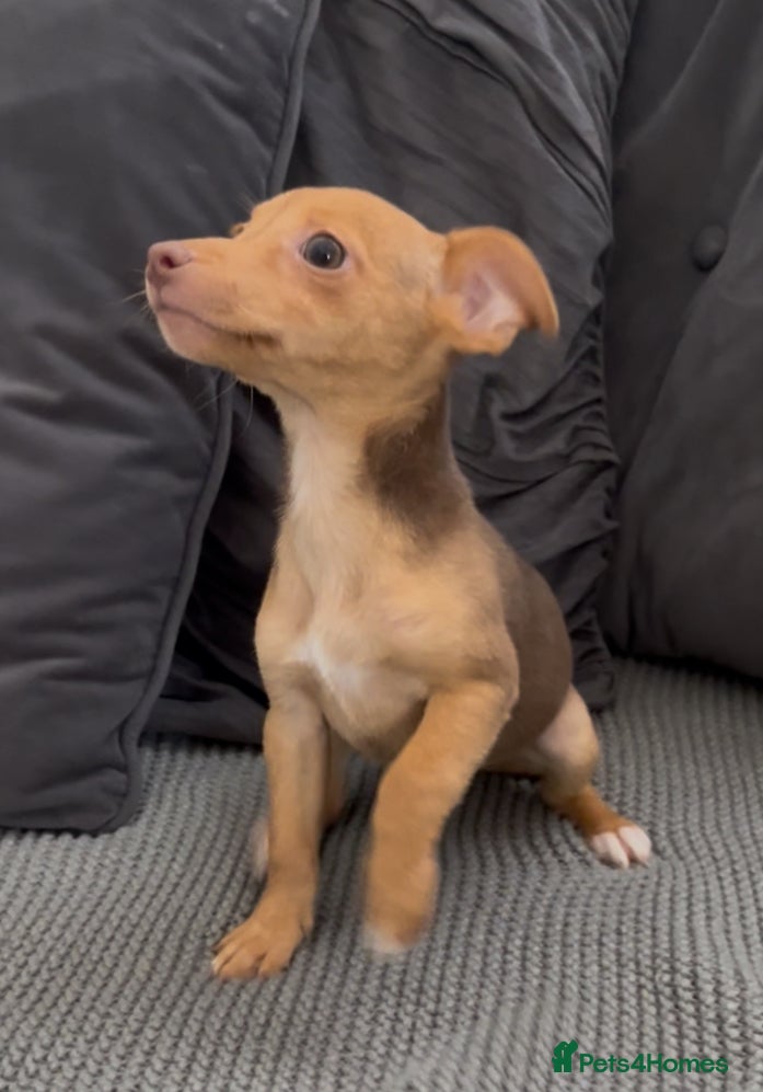 Jack Russell dogs ❤️Beautiful Jackrussels❤️ - Advert 16