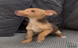 Jack Russell dogs for sale: ❤️Beautiful Jackrussels❤️ - Image 2