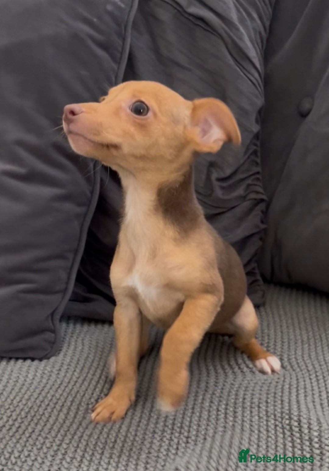 Jack Russell dogs for sale: ❤️Beautiful Jackrussels❤️ - Image 2