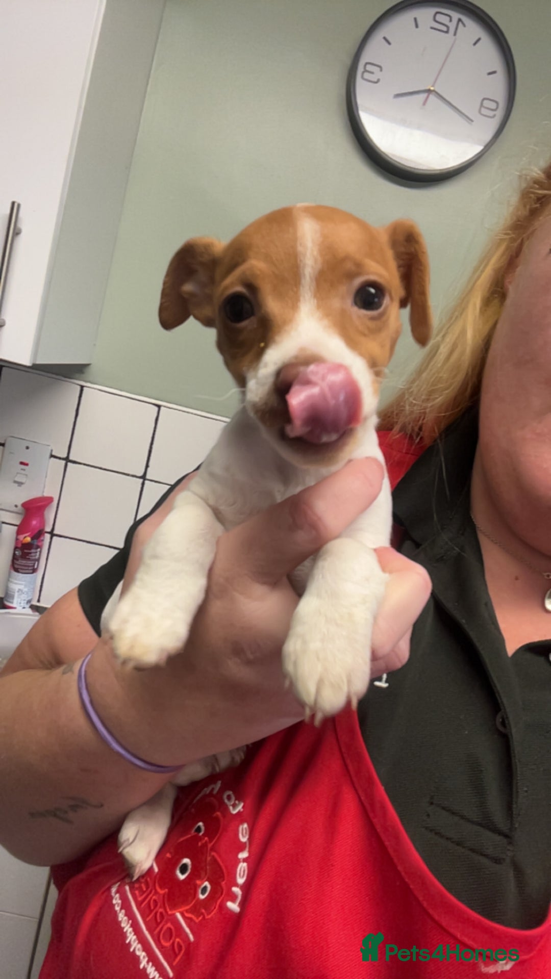 Mixed Breed dogs for sale: Jack Russell dachshund poodle mix - Image 2