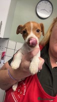 Mixed Breed dogs - Advert 5