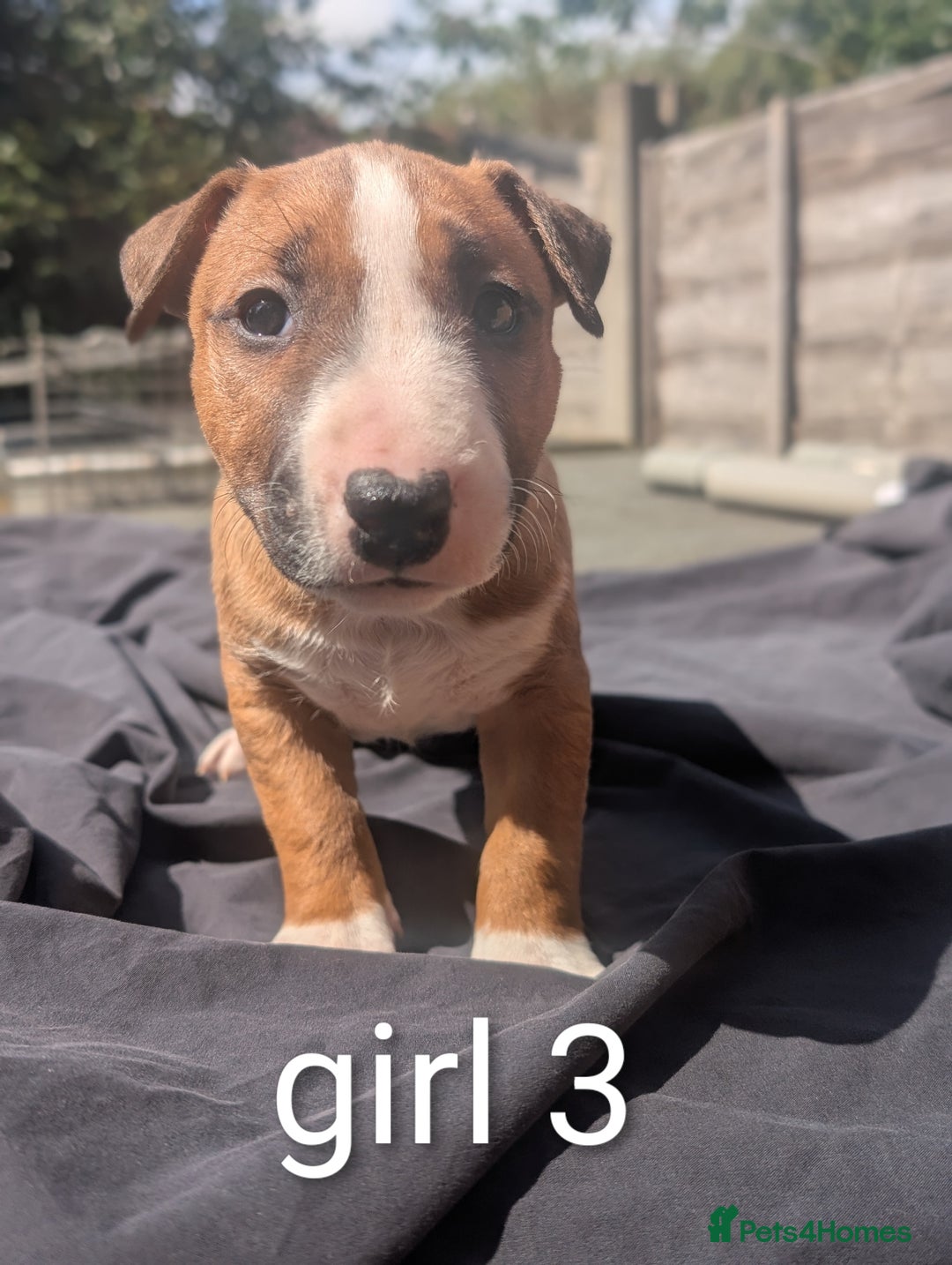 English Bull Terrier dogs for sale: Working line English bull terriers  - Image 6