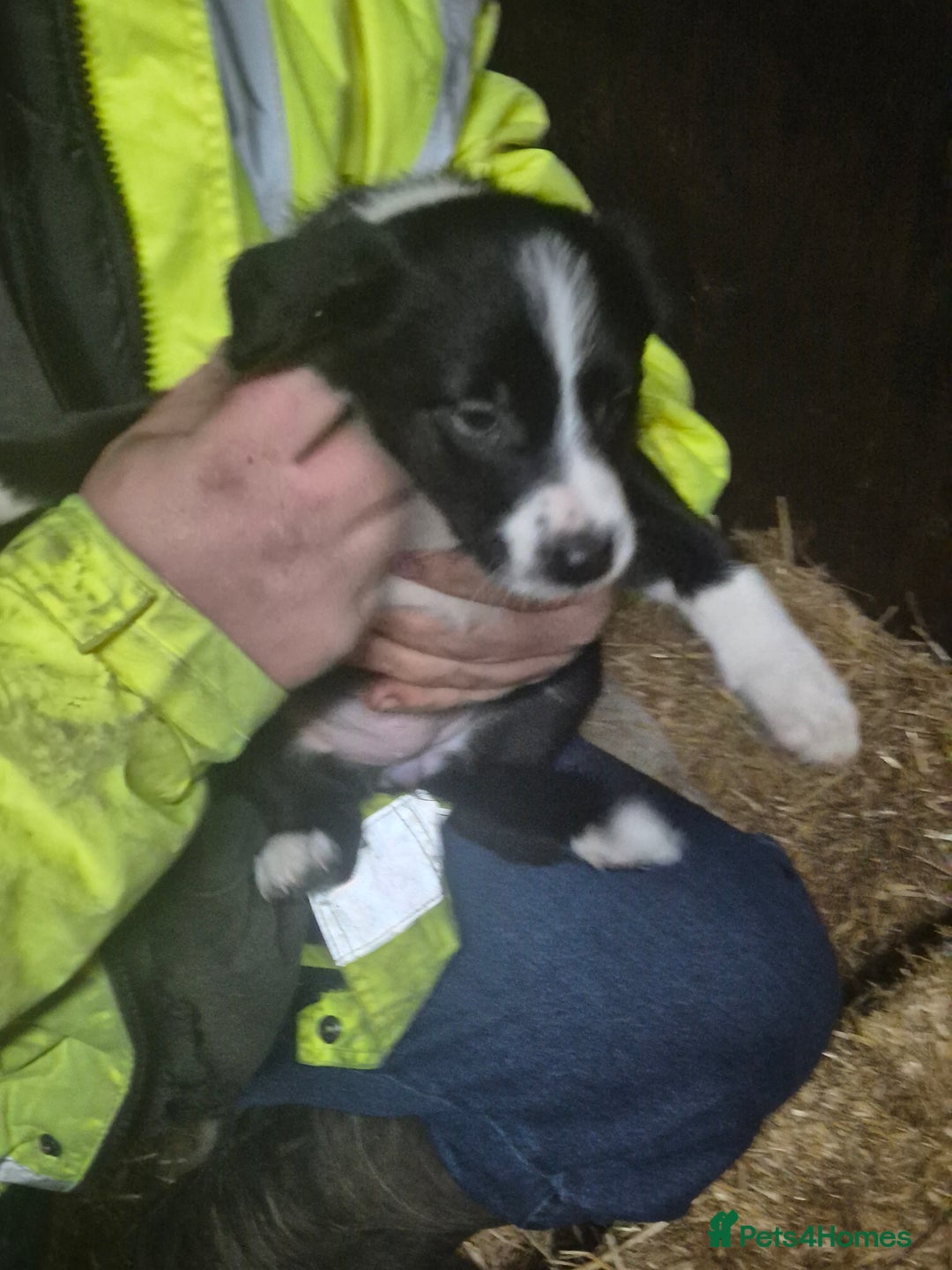 Border Collie dogs for sale: Beautiful border collie pups needing homes - Advert 8