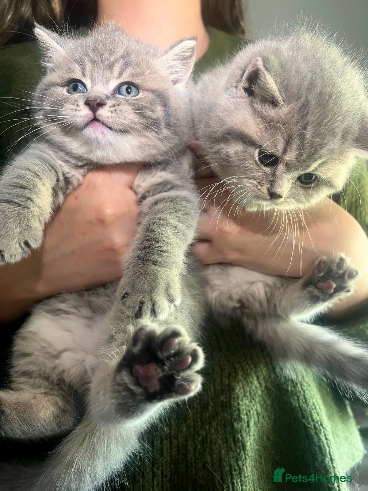 British Shorthair cats for sale: Stunning British Shorthair Kittens  - Advert 1