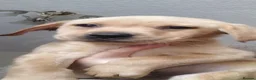 Labrador Retriever dogs for sale: Here come the boys! - Advert 9