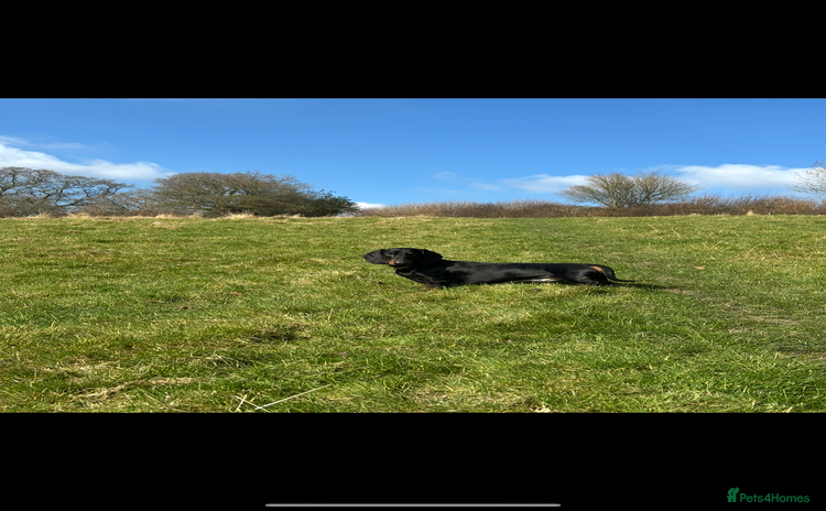 Dachshund dogs - Advert 1