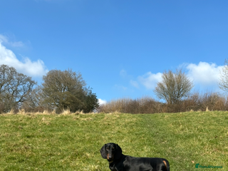 Dachshund dogs - Advert 30