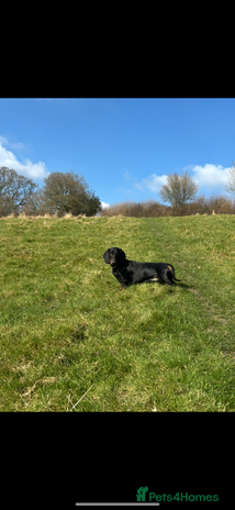 Dachshund dogs - Advert 5
