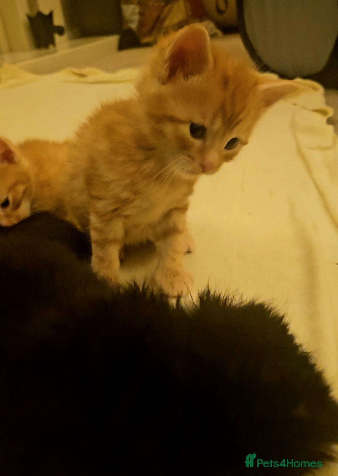 Mixed Breed cats for sale: Elven Bengal Mixes - Advert 28