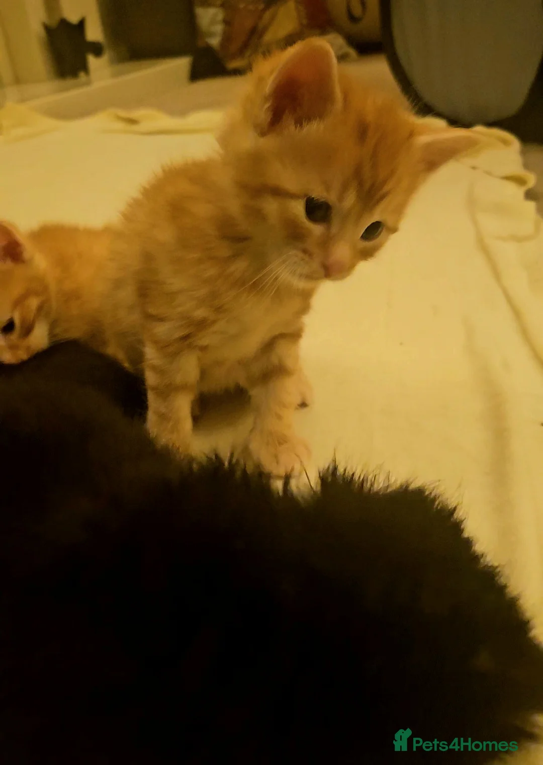 Mixed Breed cats for sale: Elven Bengal Mixes - Advert 28