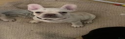French Bulldog dogs for sale: 5 beautiful French bulldog puppies  - Advert 9