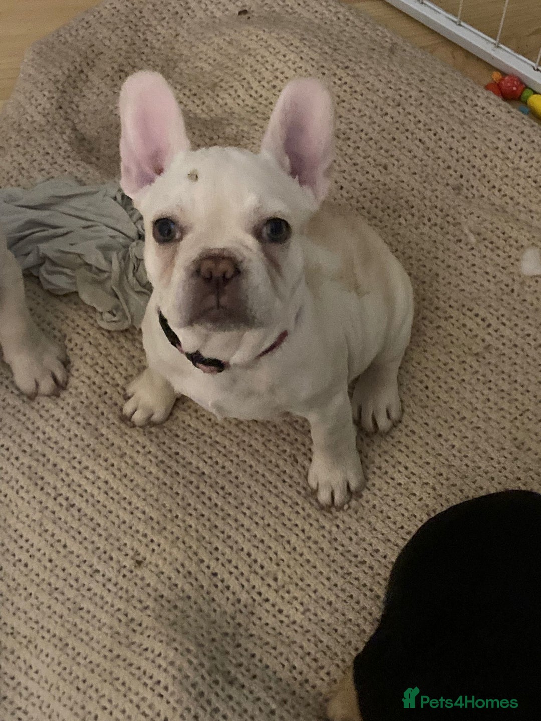 French Bulldog dogs for sale: 5 beautiful French bulldog puppies  - Advert 9