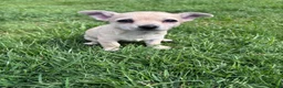 Chihuahua dogs for sale: Chihuahua pups ready for their new home - Advert 2