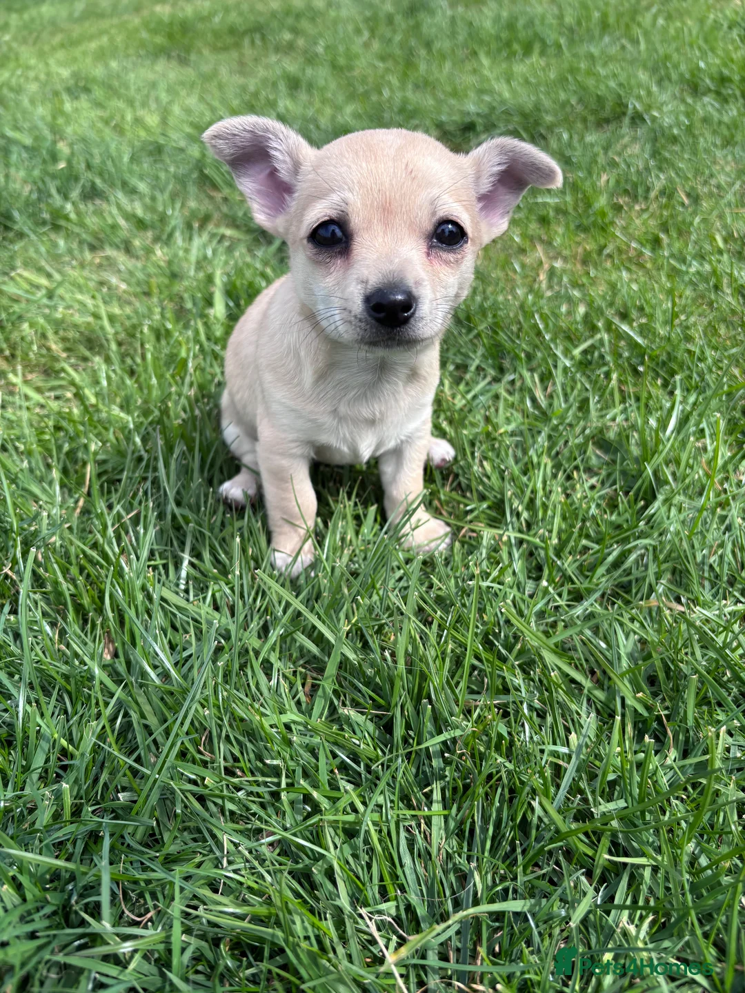 Chihuahua dogs for sale: Chihuahua pups ready for their new home - Advert 2