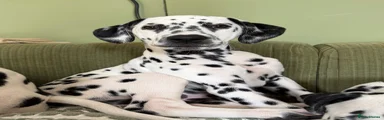 Dalmatian Black Girl - The Thing 