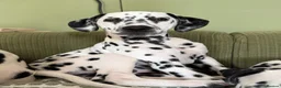Dalmatian dogs for sale: Ready to leave KC Dalmatian puppies - 12wks - Advert 2