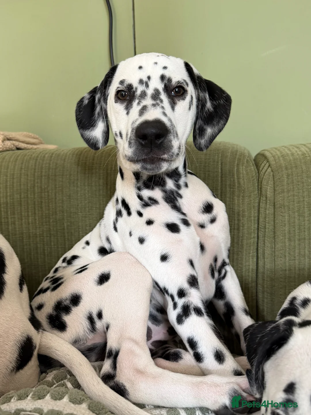 Dalmatian dogs for sale: Ready to leave KC Dalmatian puppies - 12wks - Advert 2