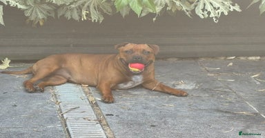 Staffordshire Bull Terrier dogs - Advert 3