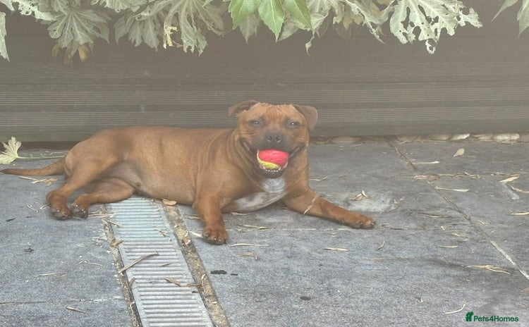 Staffordshire Bull Terrier dogs - Advert 1