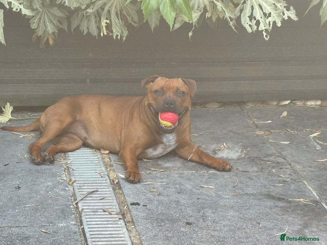Staffordshire Bull Terrier dogs for sale: READY NOW KC STAFFORDSHIRE BULL TERRIER - Image 2