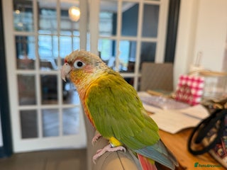 Conures birds Pineapple Conure Hand reared and tame - Advert 2