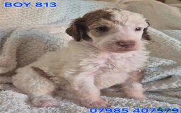 Standard Poodle dogs for sale: KC reg Brown Parti & phantom Standard Poodle pups - Image 28
