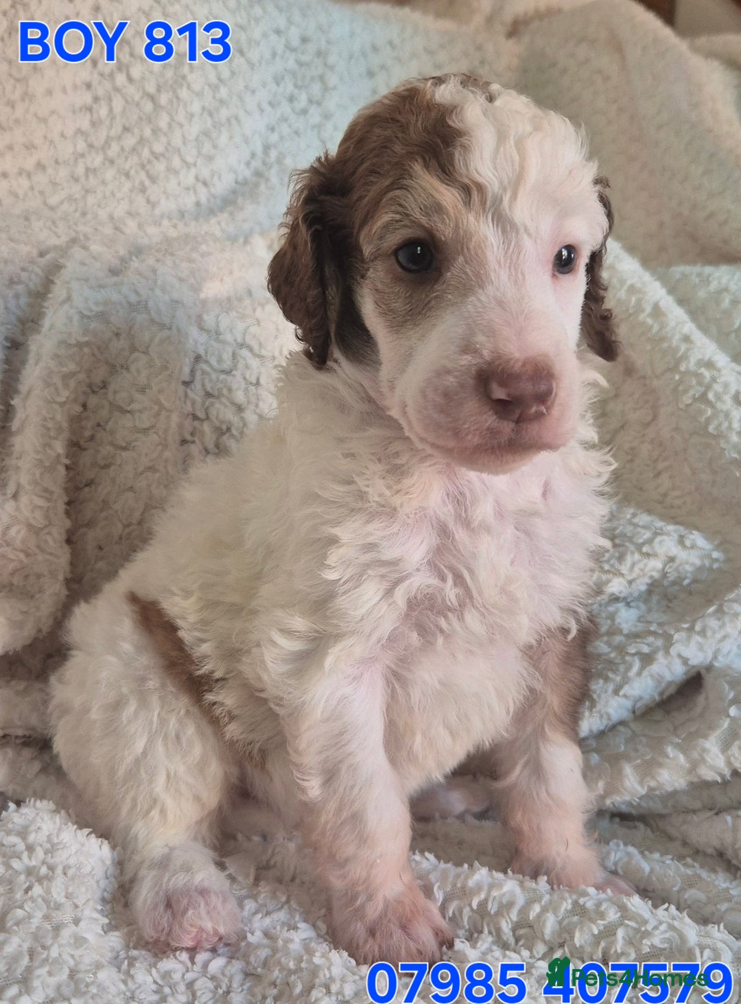 Standard Poodle dogs for sale: KC reg Brown Parti & phantom Standard Poodle pups - Image 28