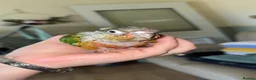 Conures birds for sale: 2 Green Cheek Conures  in Aberdare - Advert 4